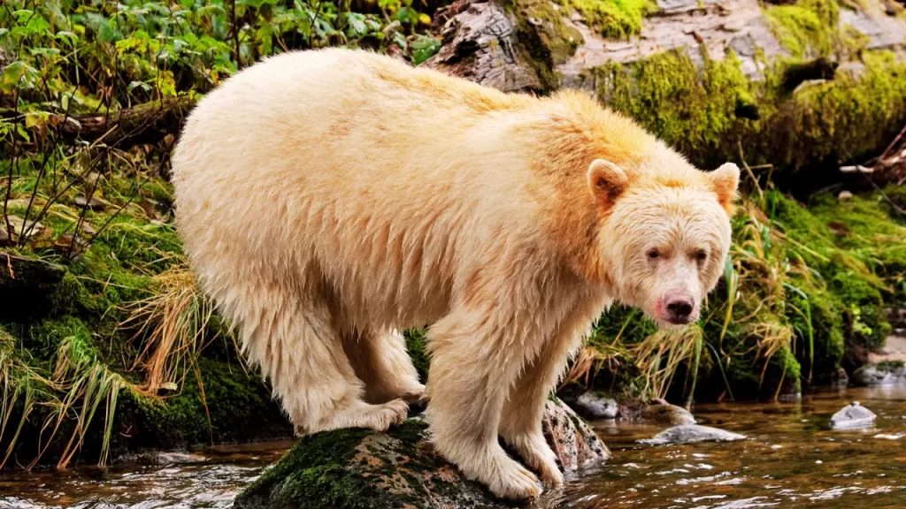 The-Great-Bear-Rainforest-located-in-BC